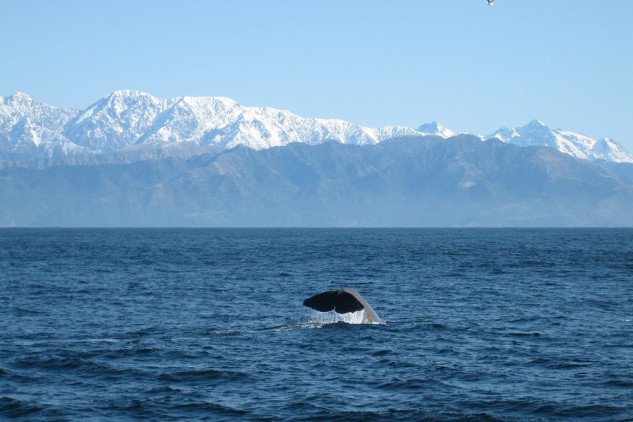 Whale Watching Kaikoura